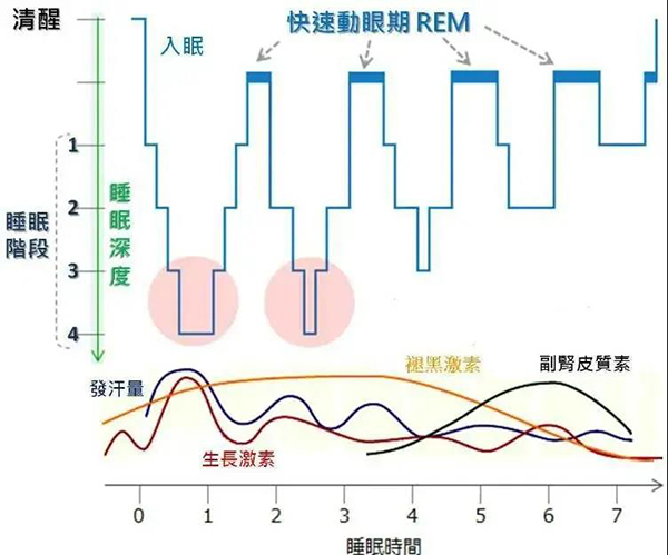 晚睡的孩子長不高？要不要打生長激素？增高的秘密一文掌握